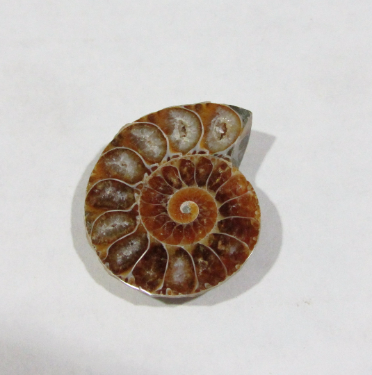 Fossils