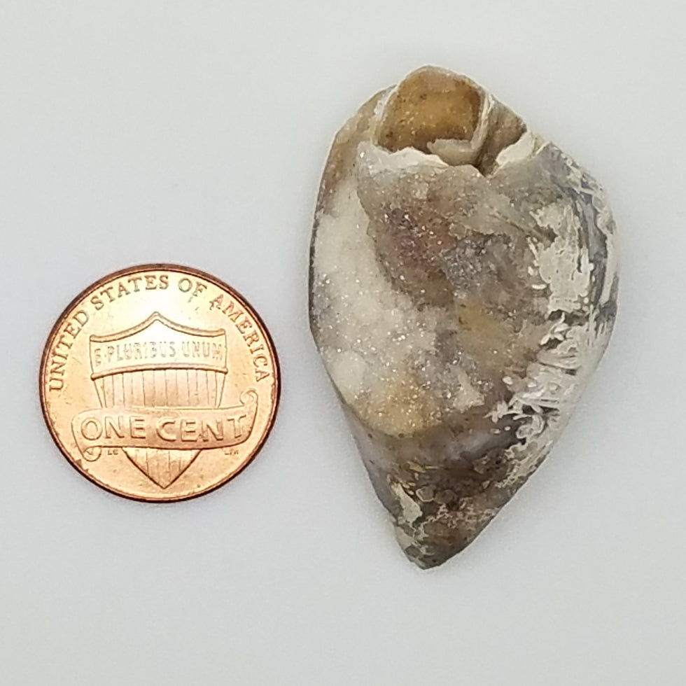 Medium Spiralite Aura Fossil - The Meteorite Traders