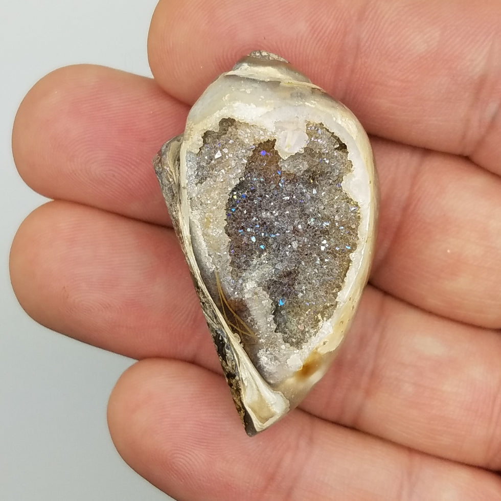 Medium Spiralite Aura Fossil - The Meteorite Traders