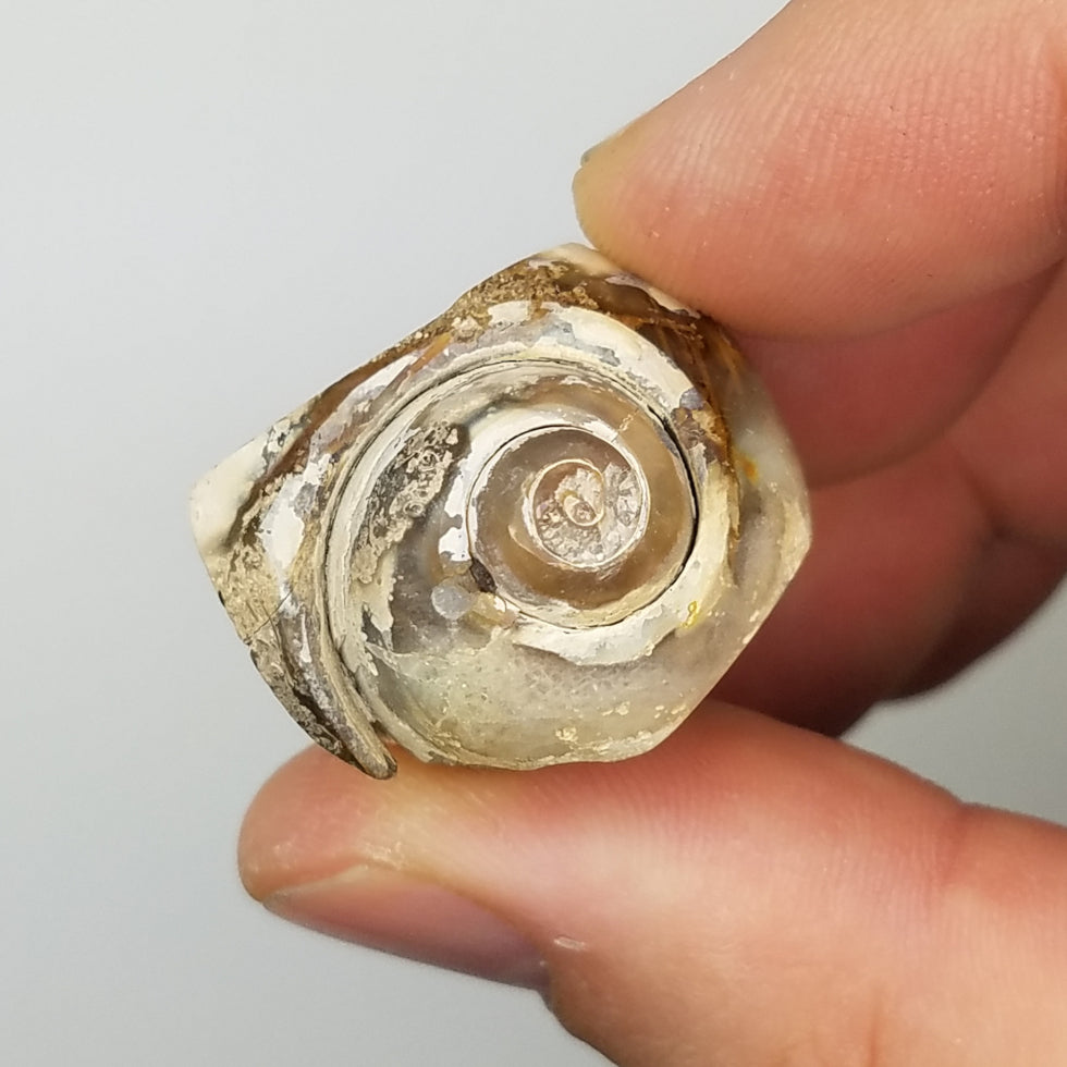 Medium Spiralite Aura Fossil - The Meteorite Traders