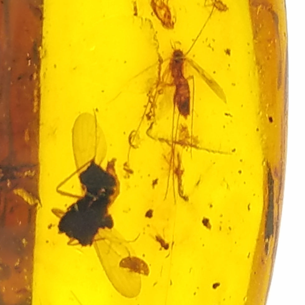 Polished Amber 10+ Mosquitoes and Insects - The Meteorite Traders