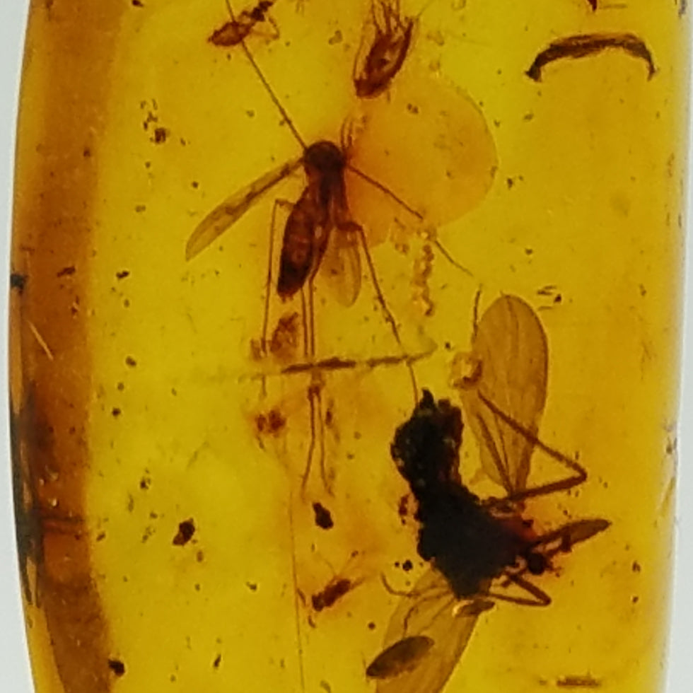 Polished Amber 10+ Mosquitoes and Insects - The Meteorite Traders