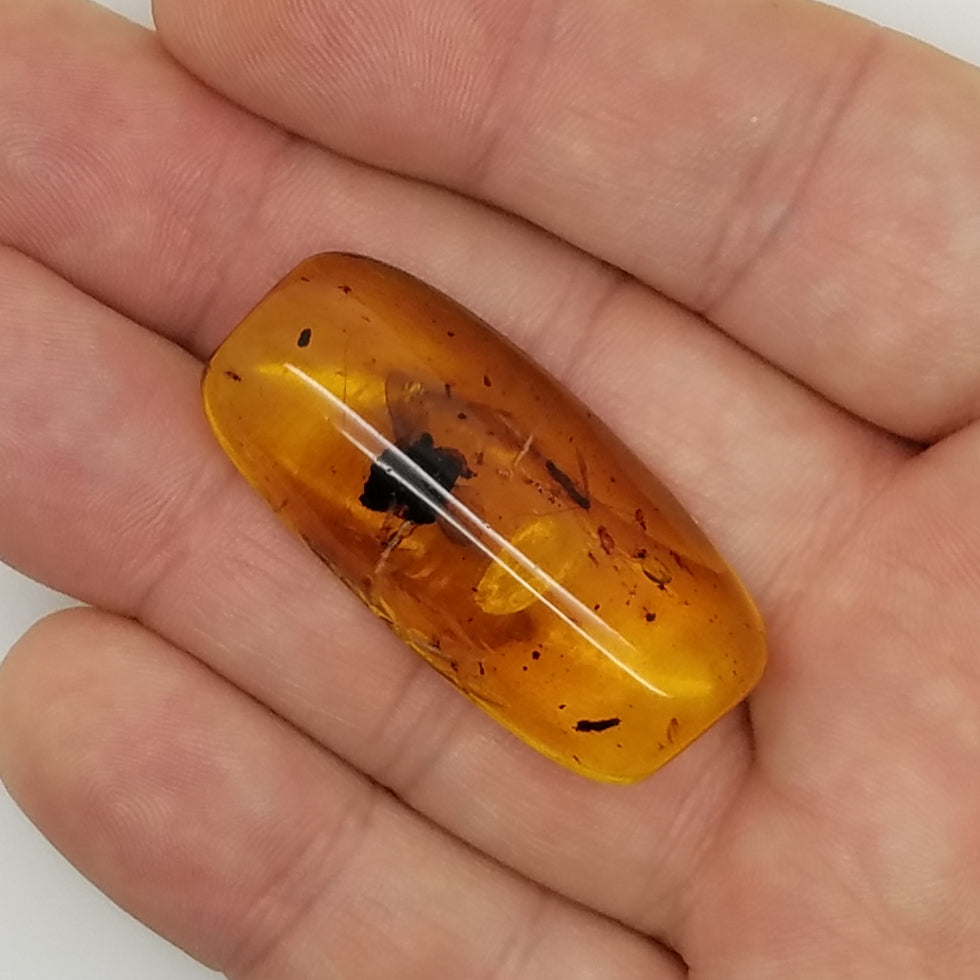 Polished Amber 10+ Mosquitoes and Insects - The Meteorite Traders