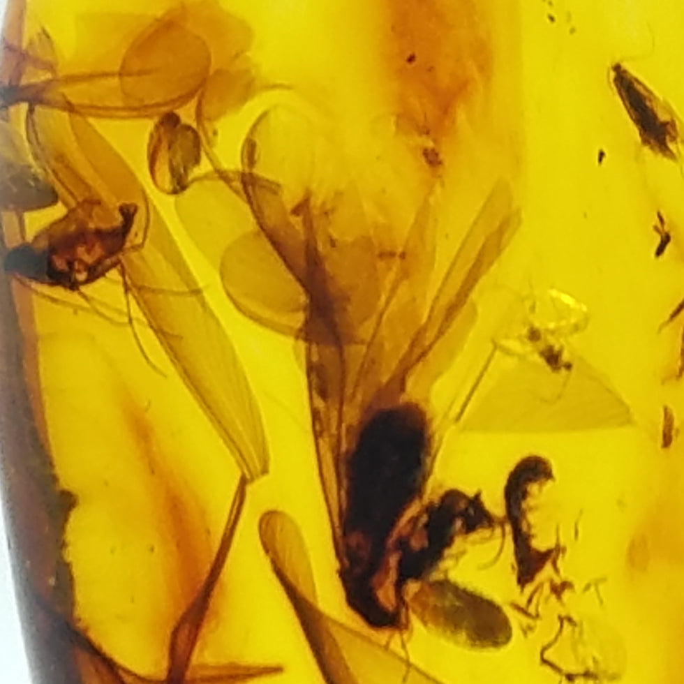Polished Amber 15+ Insects and Inclusions - The Meteorite Traders