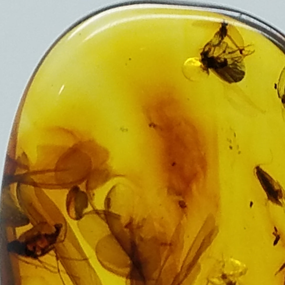 Polished Amber 15+ Insects and Inclusions - The Meteorite Traders