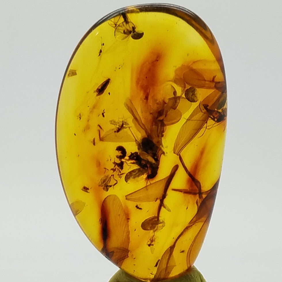 Polished Amber 15+ Insects and Inclusions - The Meteorite Traders