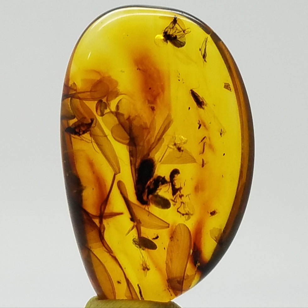 Polished Amber 15+ Insects and Inclusions - The Meteorite Traders