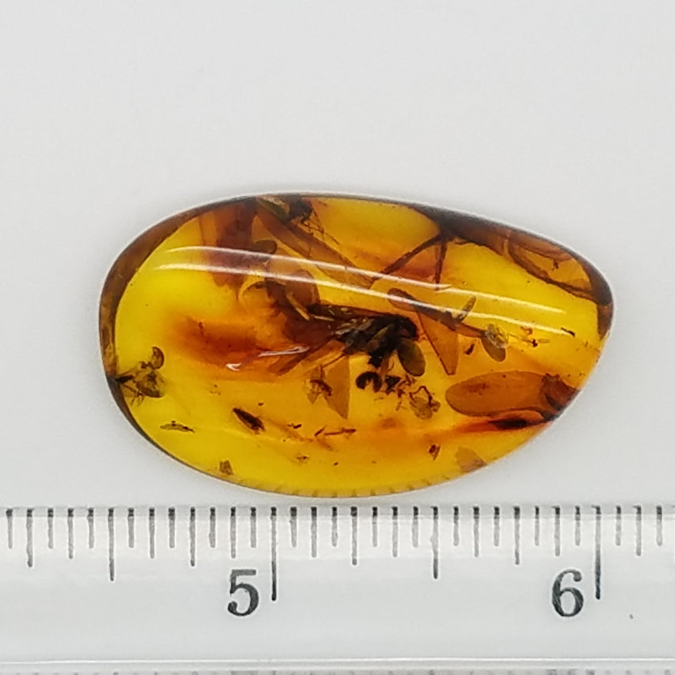 Polished Amber 15+ Insects and Inclusions - The Meteorite Traders