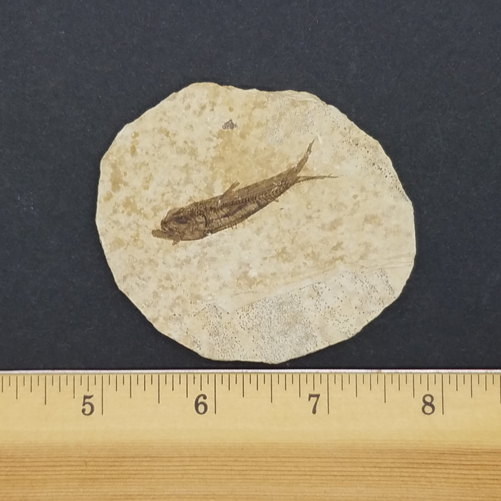 Knightia Fossil Fish - The Meteorite Traders