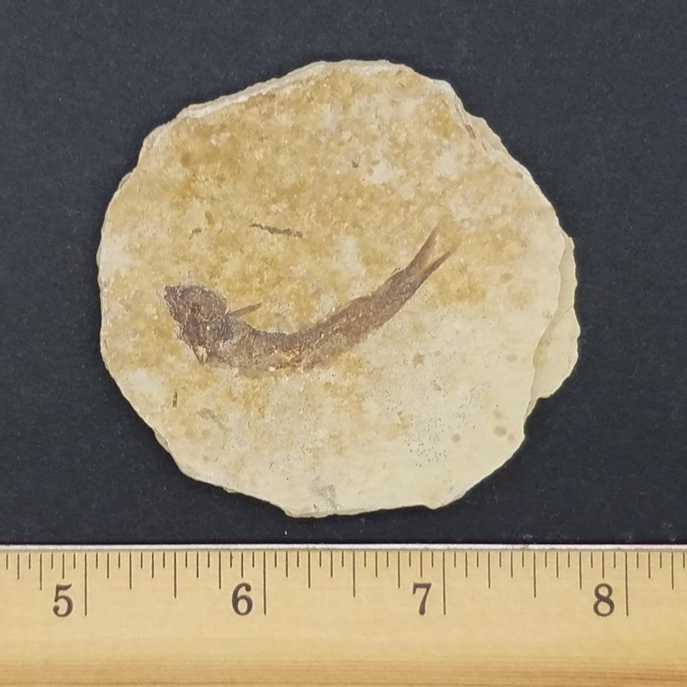 Knightia Fossil Fish - The Meteorite Traders