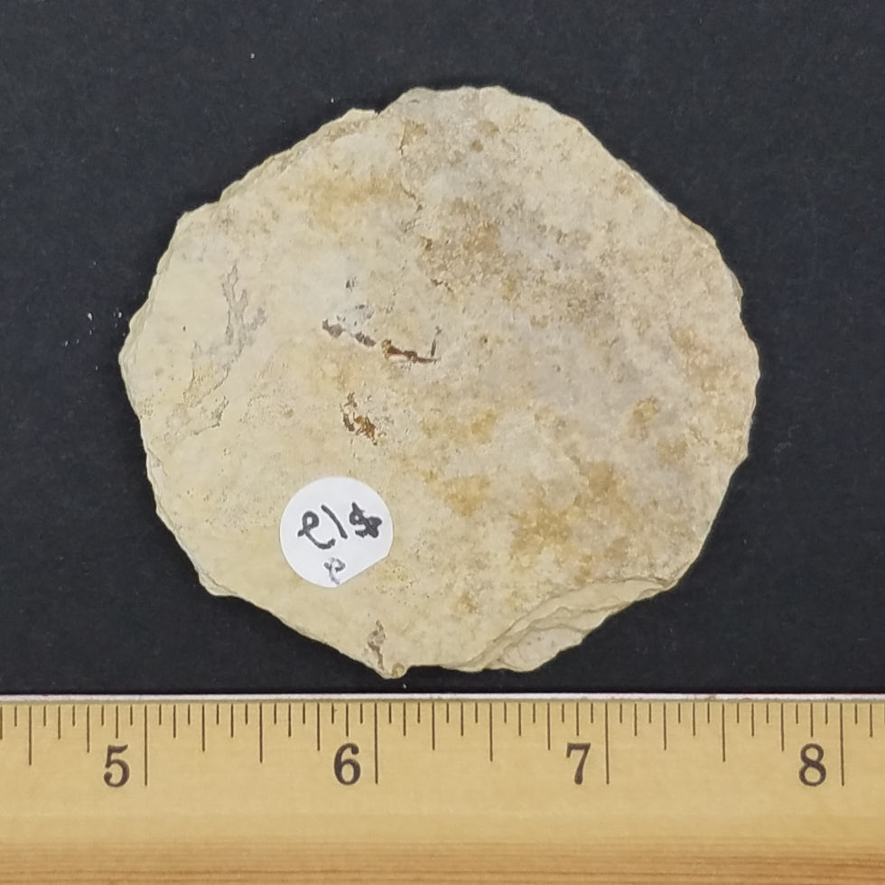 Knightia Fossil Fish - The Meteorite Traders