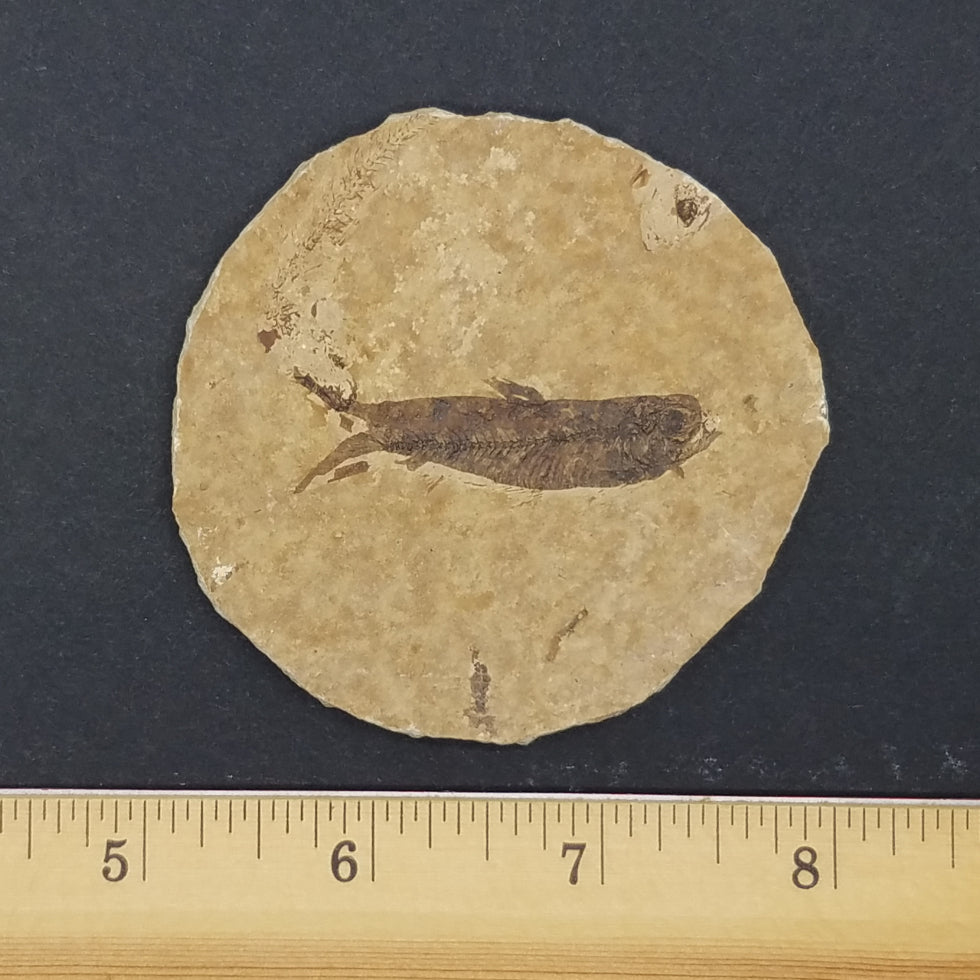 Knightia Fossil Fish - The Meteorite Traders