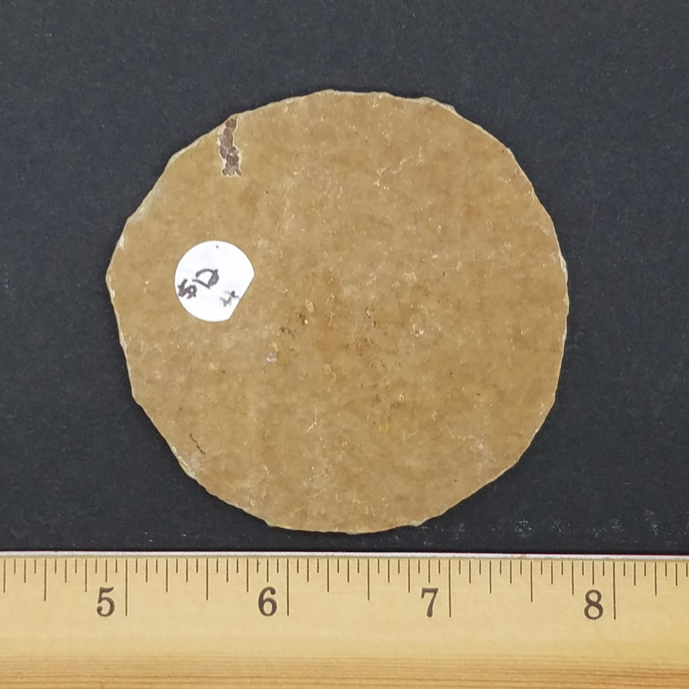 Knightia Fossil Fish - The Meteorite Traders