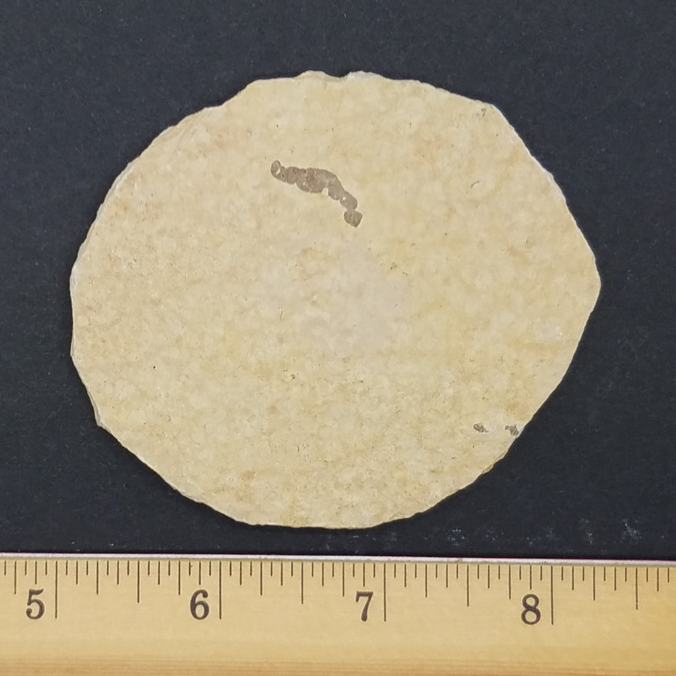 Knightia Fossil Fish - The Meteorite Traders