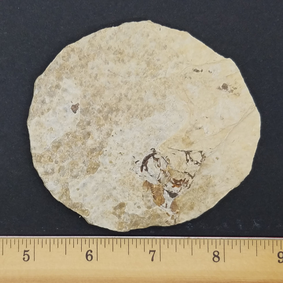 Knightia Fossil Fish - The Meteorite Traders