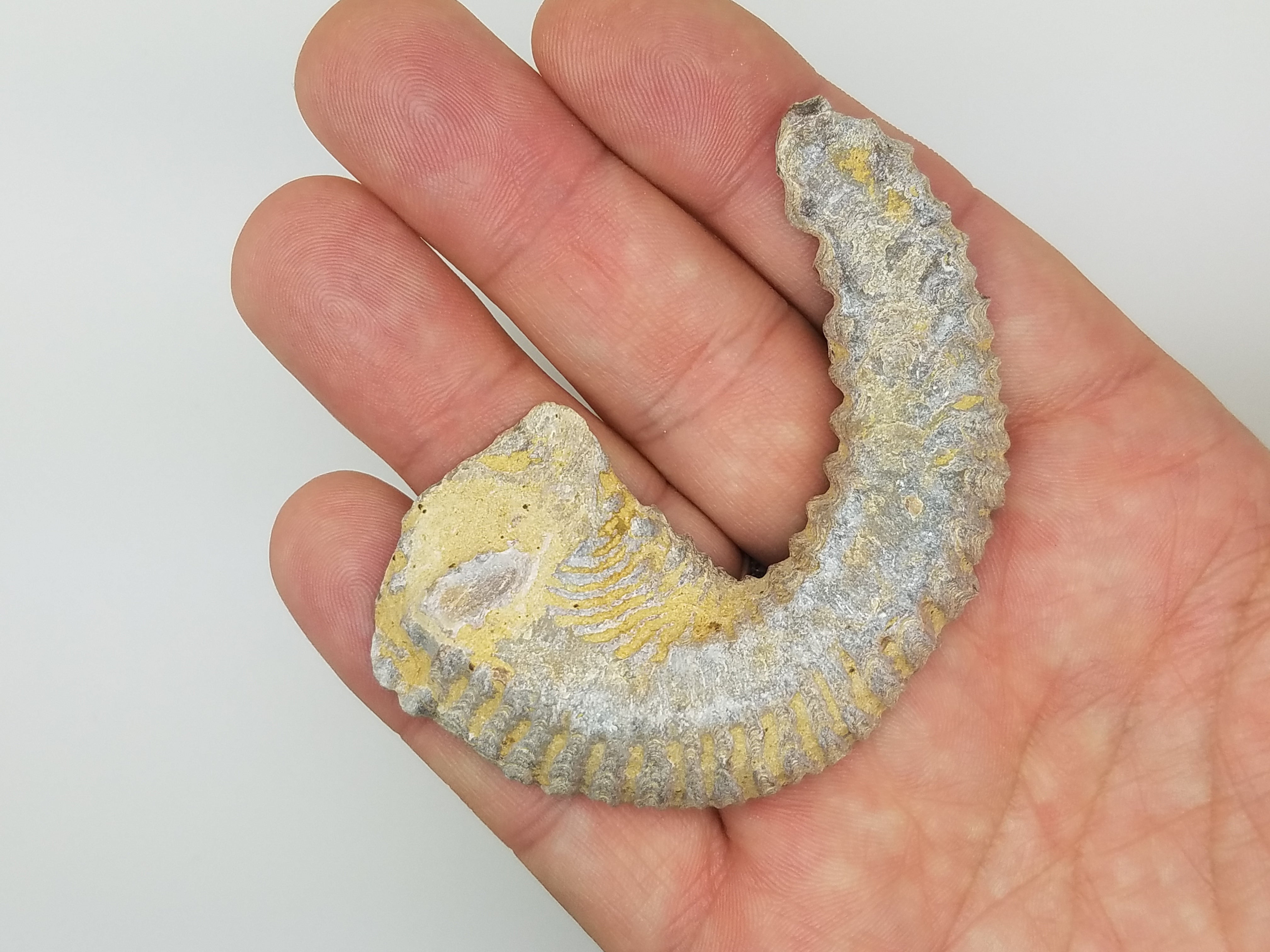 Biting Clam Fossil Halves Rastellum Carinatum – The Meteorite Traders