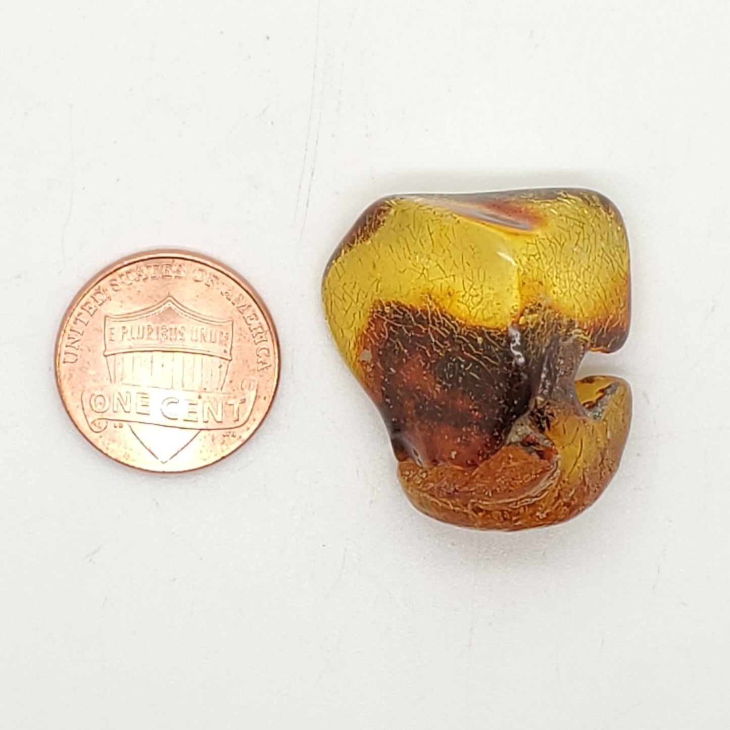 Baltic Amber Specimen