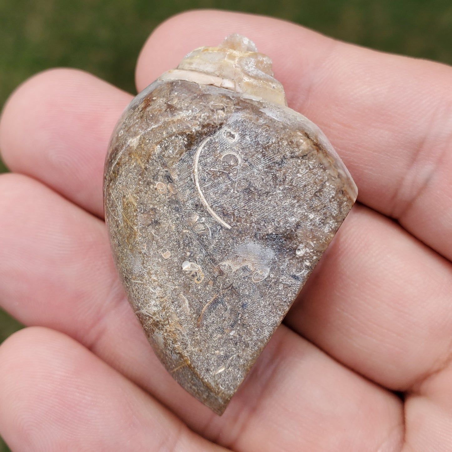 Spiralite Aura Fossil Pendant