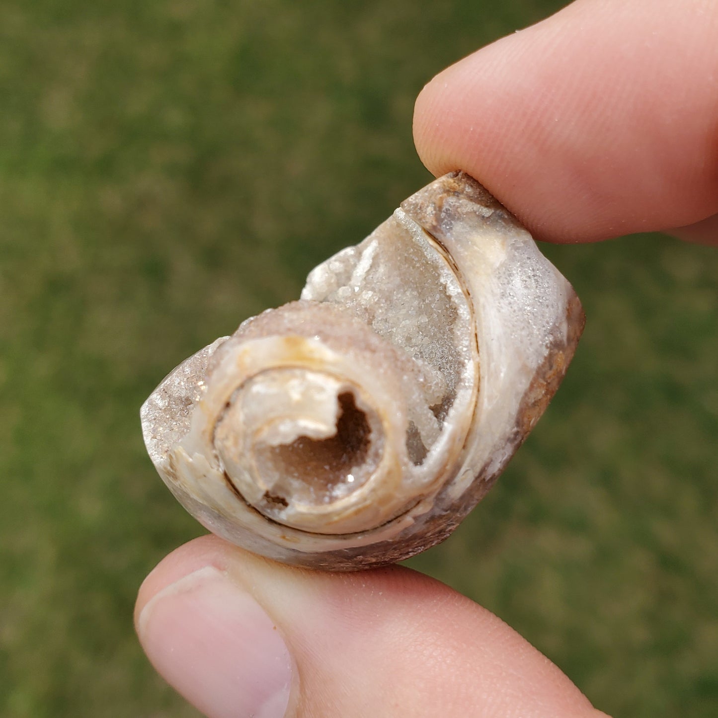 Spiralite Aura Fossil Pendant