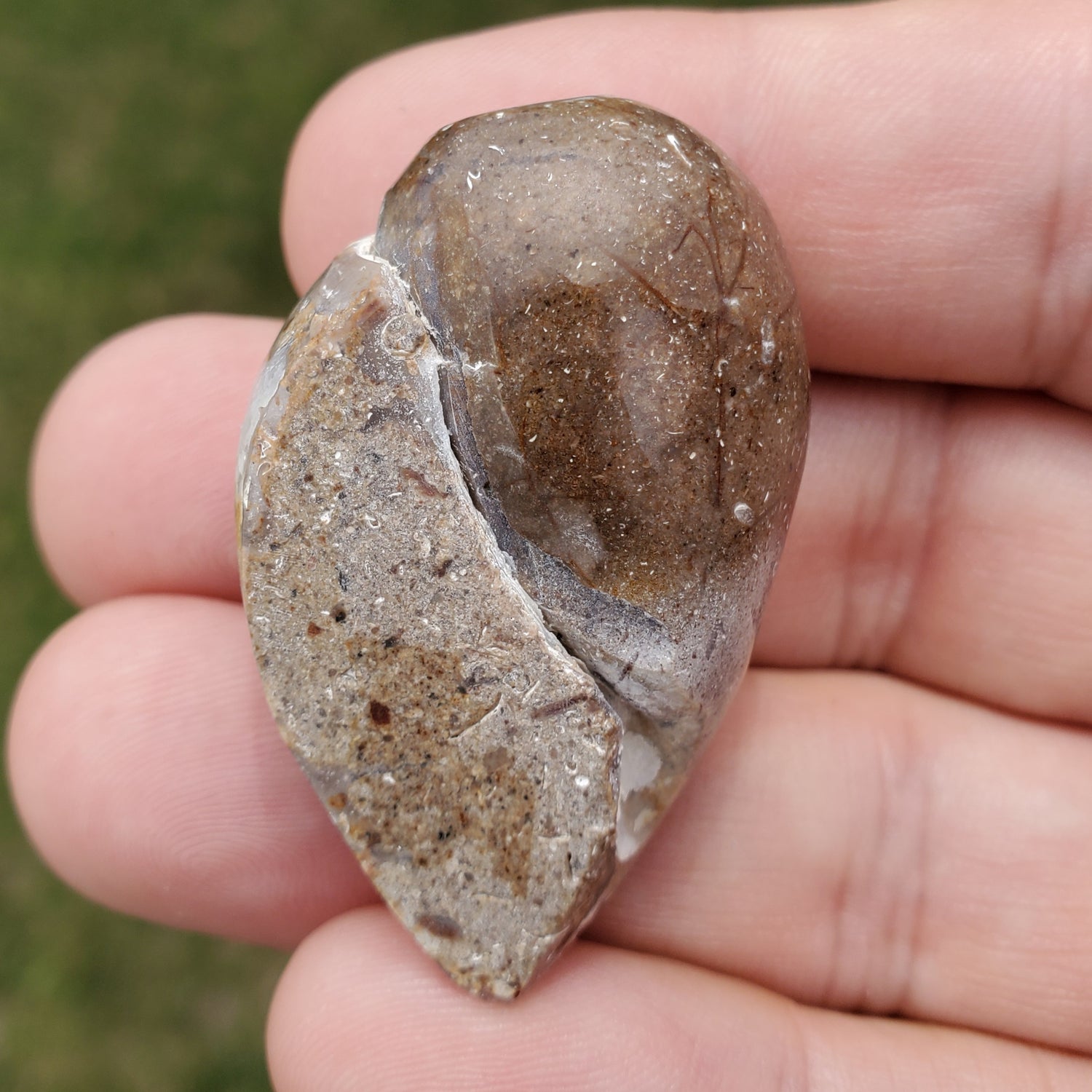 Spiralite Rainbow Aura Fossil