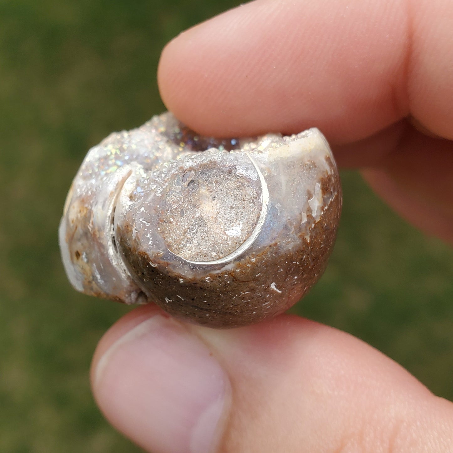 Spiralite Aura Fossil Pendant