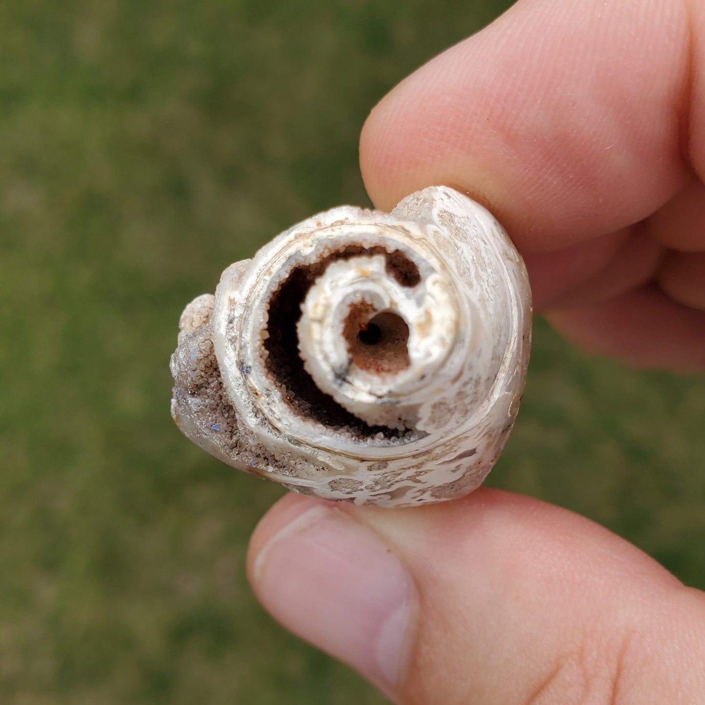 Spiralite Aura Fossil Pendant