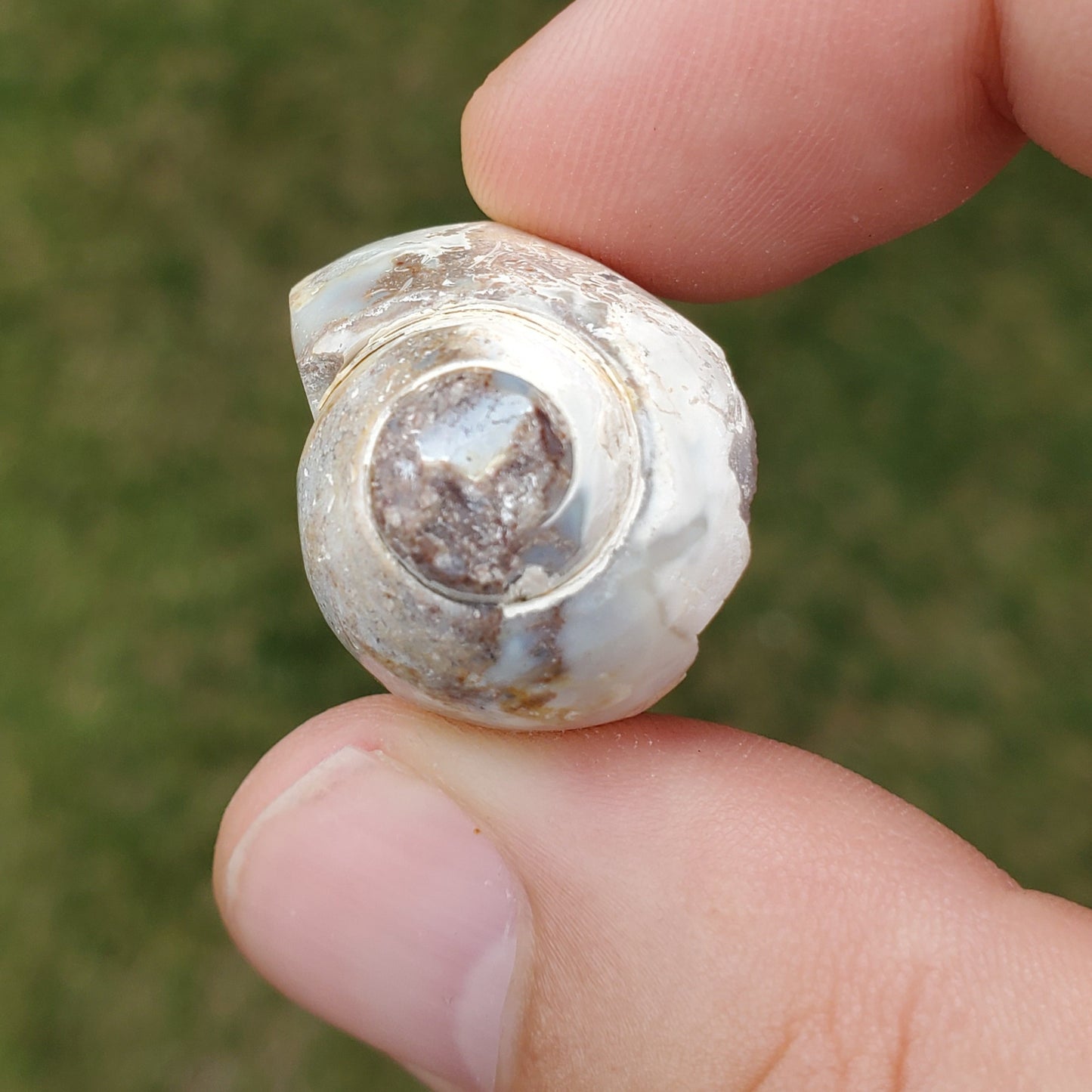 Spiralite Rainbow Aura Fossil
