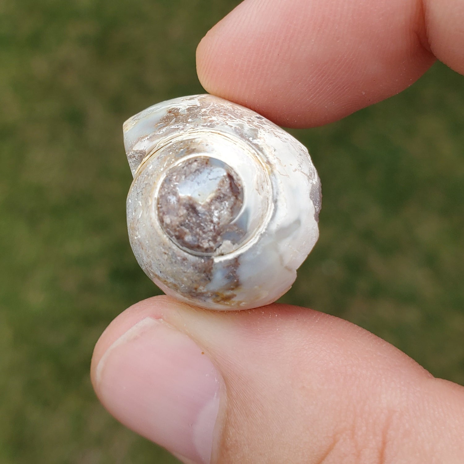 Spiralite Rainbow Aura Fossil