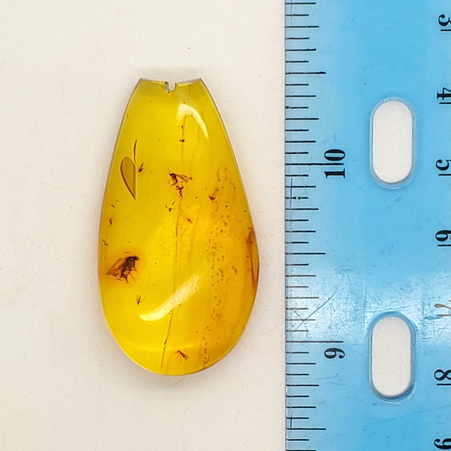 Colombian Amber Specimen with bugs included