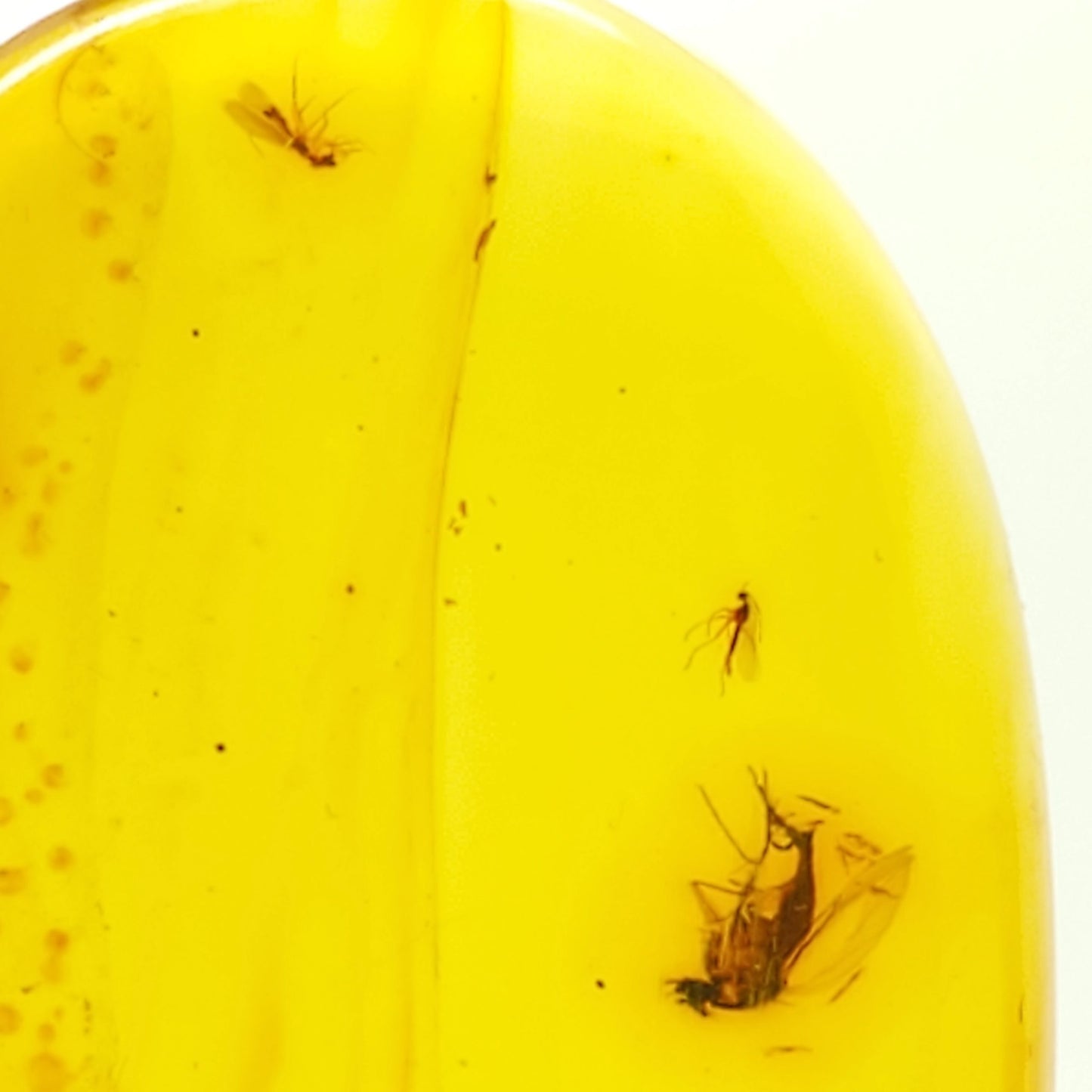 Colombian Amber Specimen with bugs included