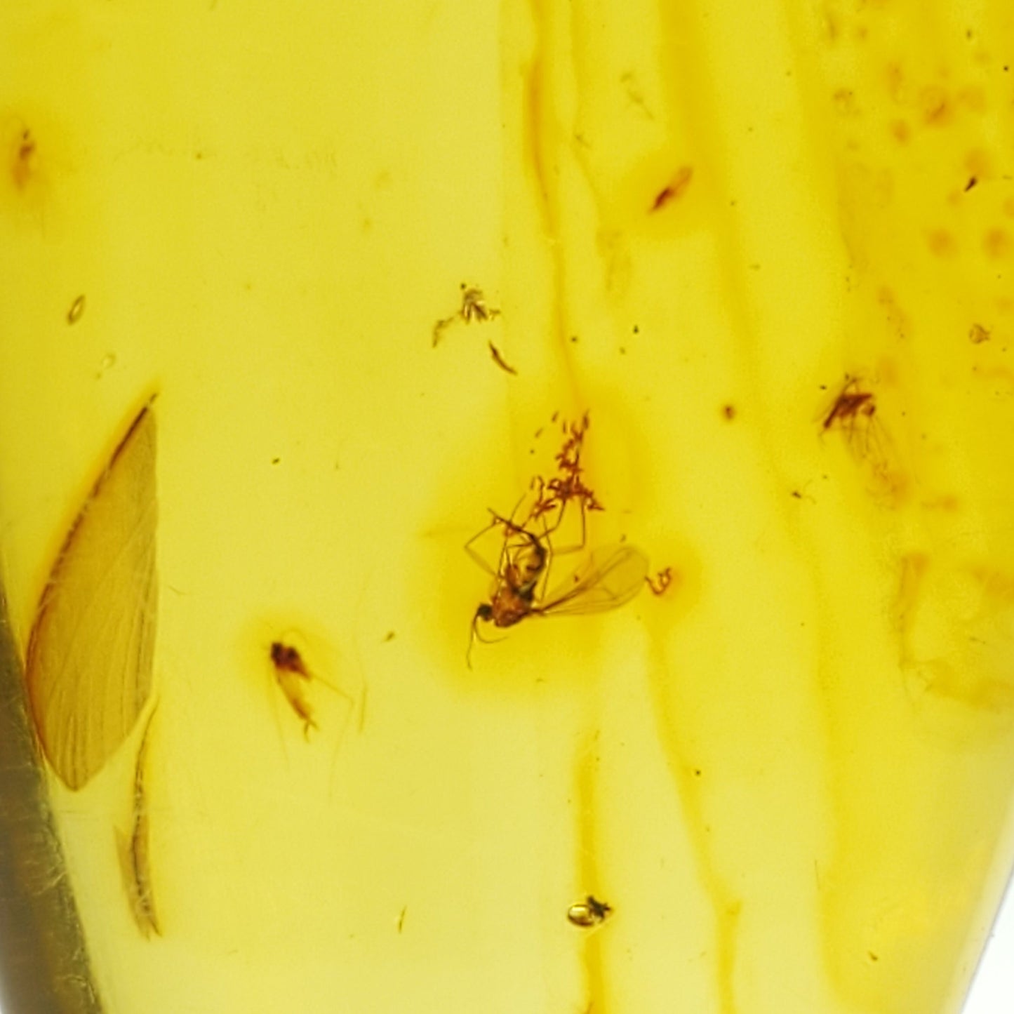 Colombian Amber Specimen with bugs included