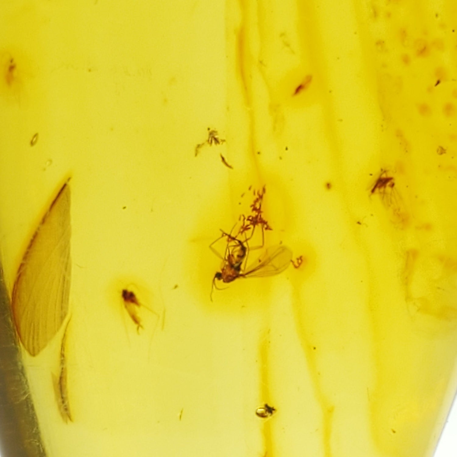 Colombian Amber Specimen with bugs included