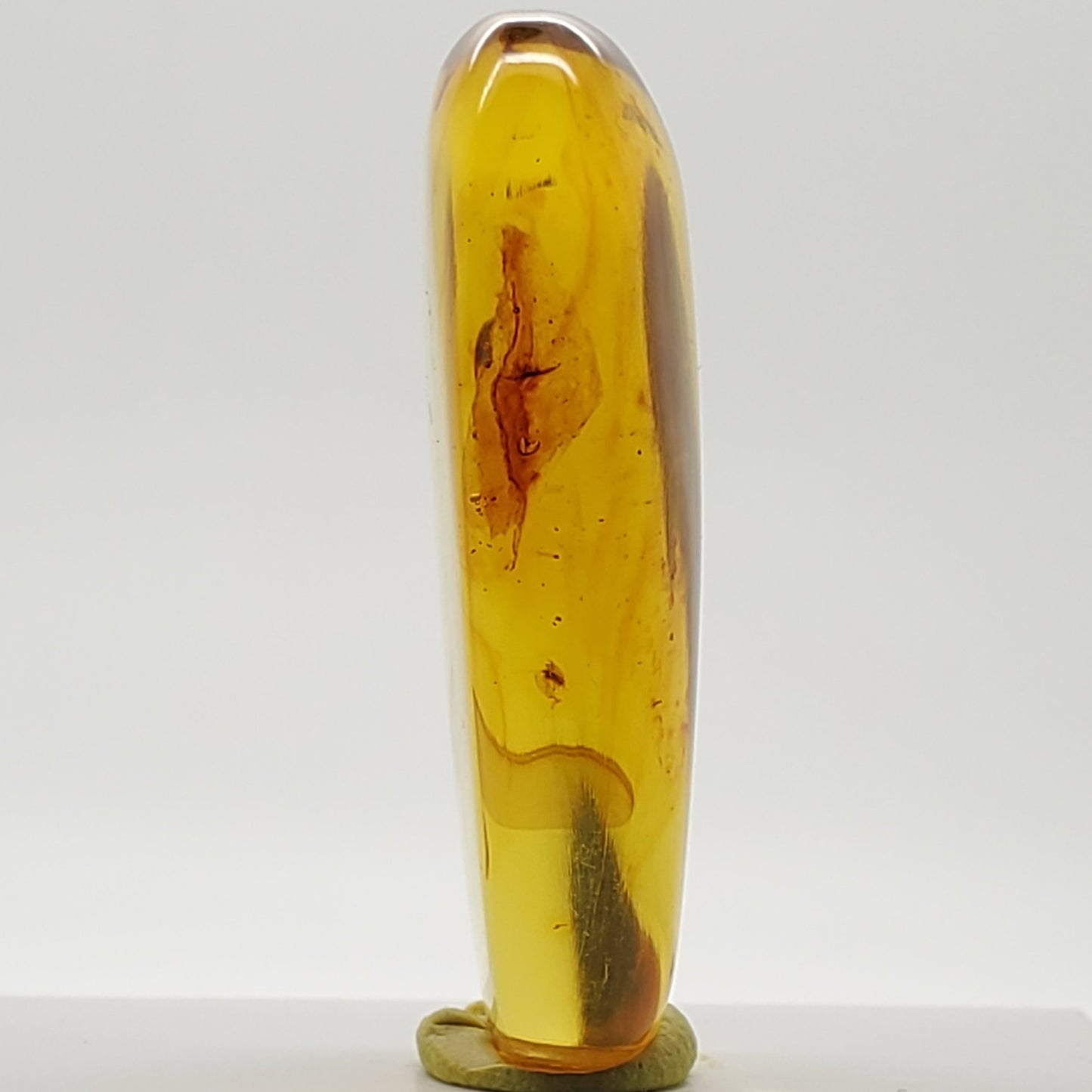 Colombian Amber Specimen with bugs included