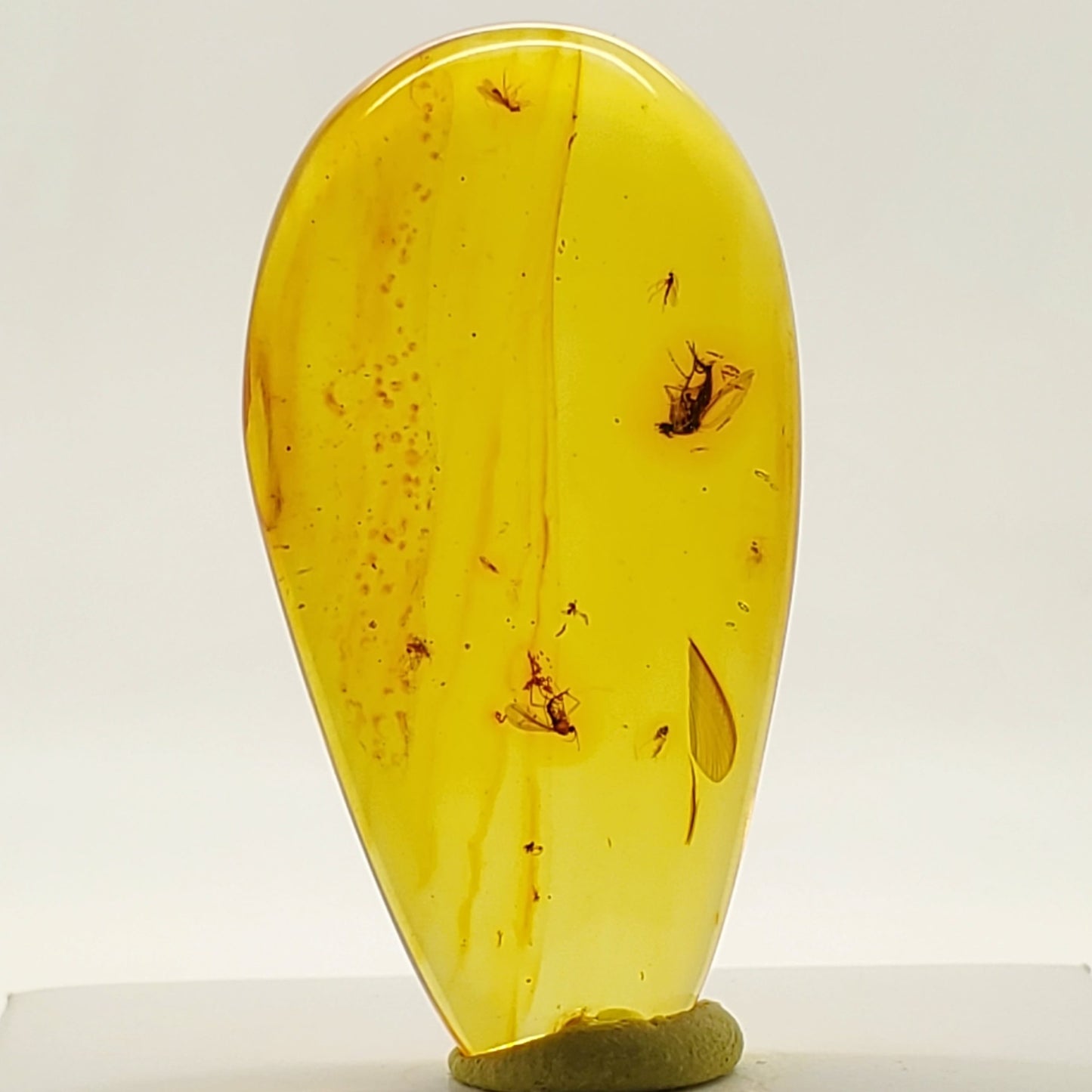 Colombian Amber Specimen with bugs included
