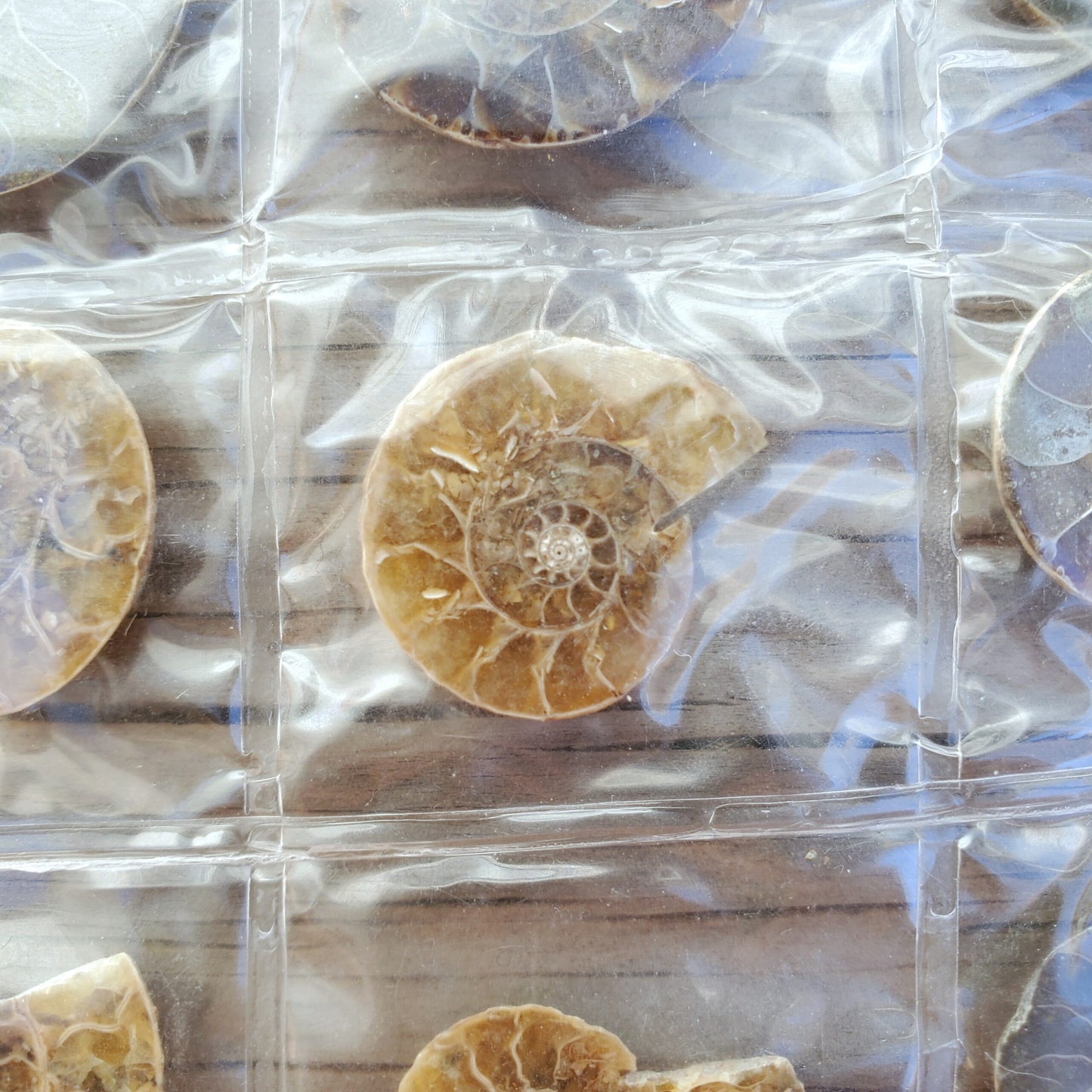 Ammonite Fossils