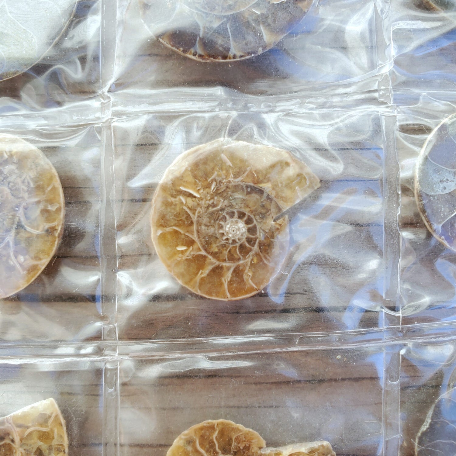 Ammonite Fossils