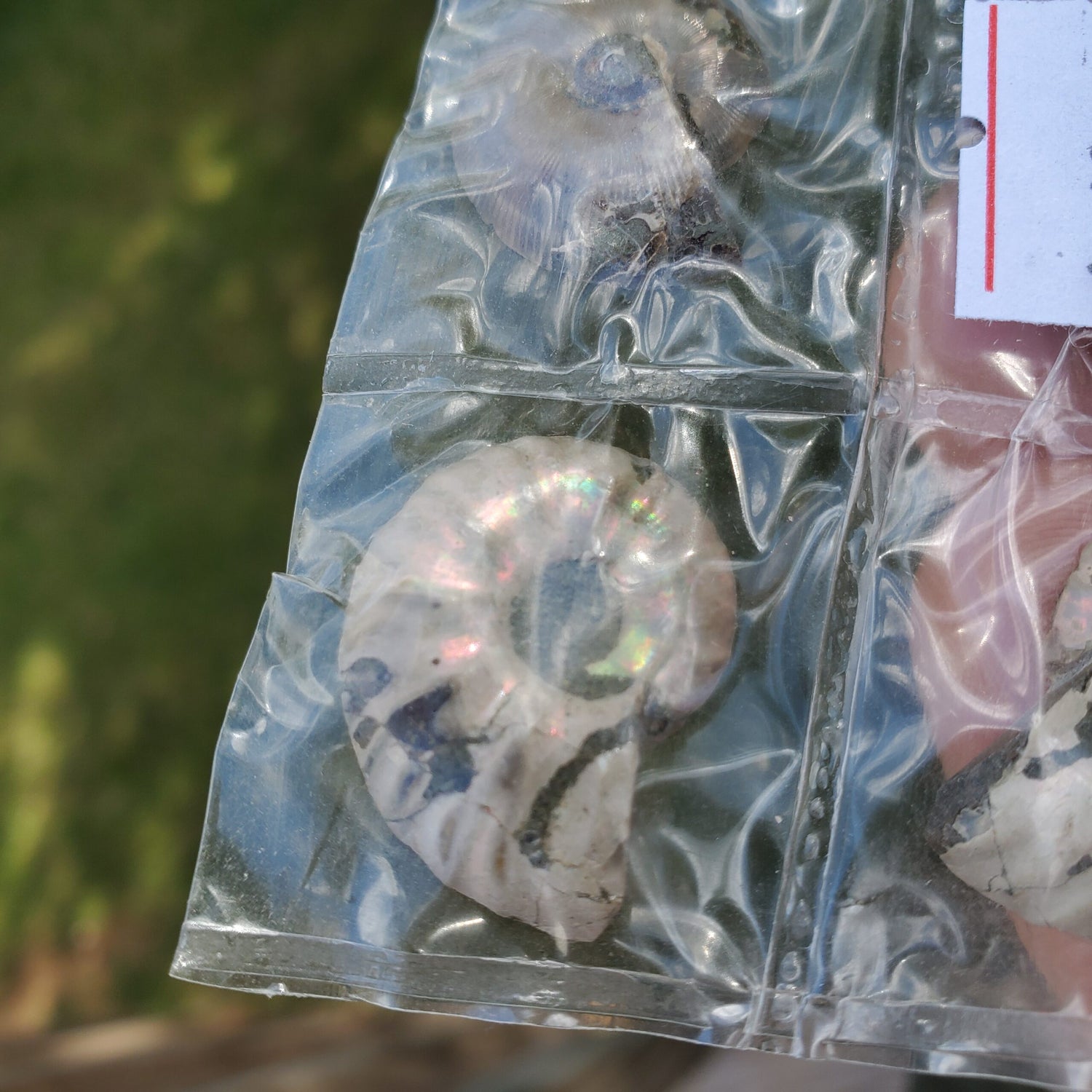 Ammonite Fossils Wholesale