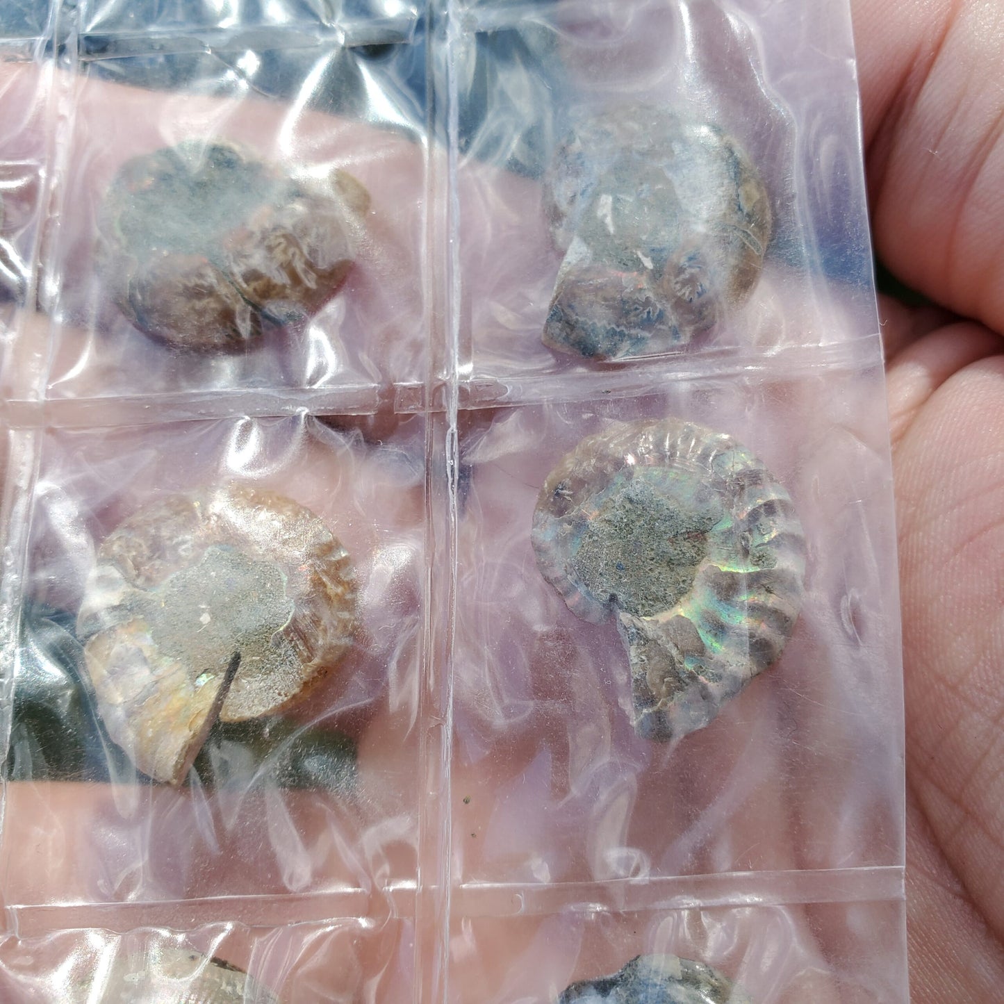 Ammonite Fossils Wholesale