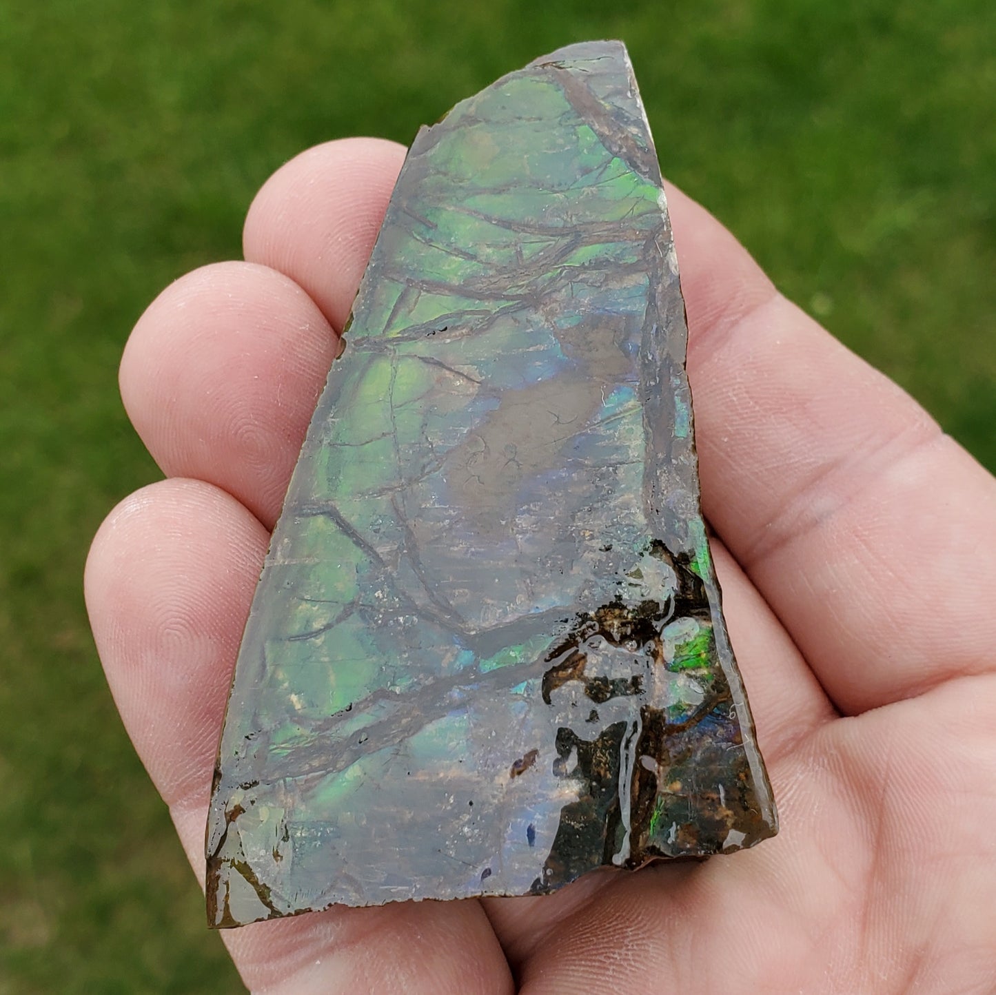 Ammolite Specimen Edge of Spiral Fossil
