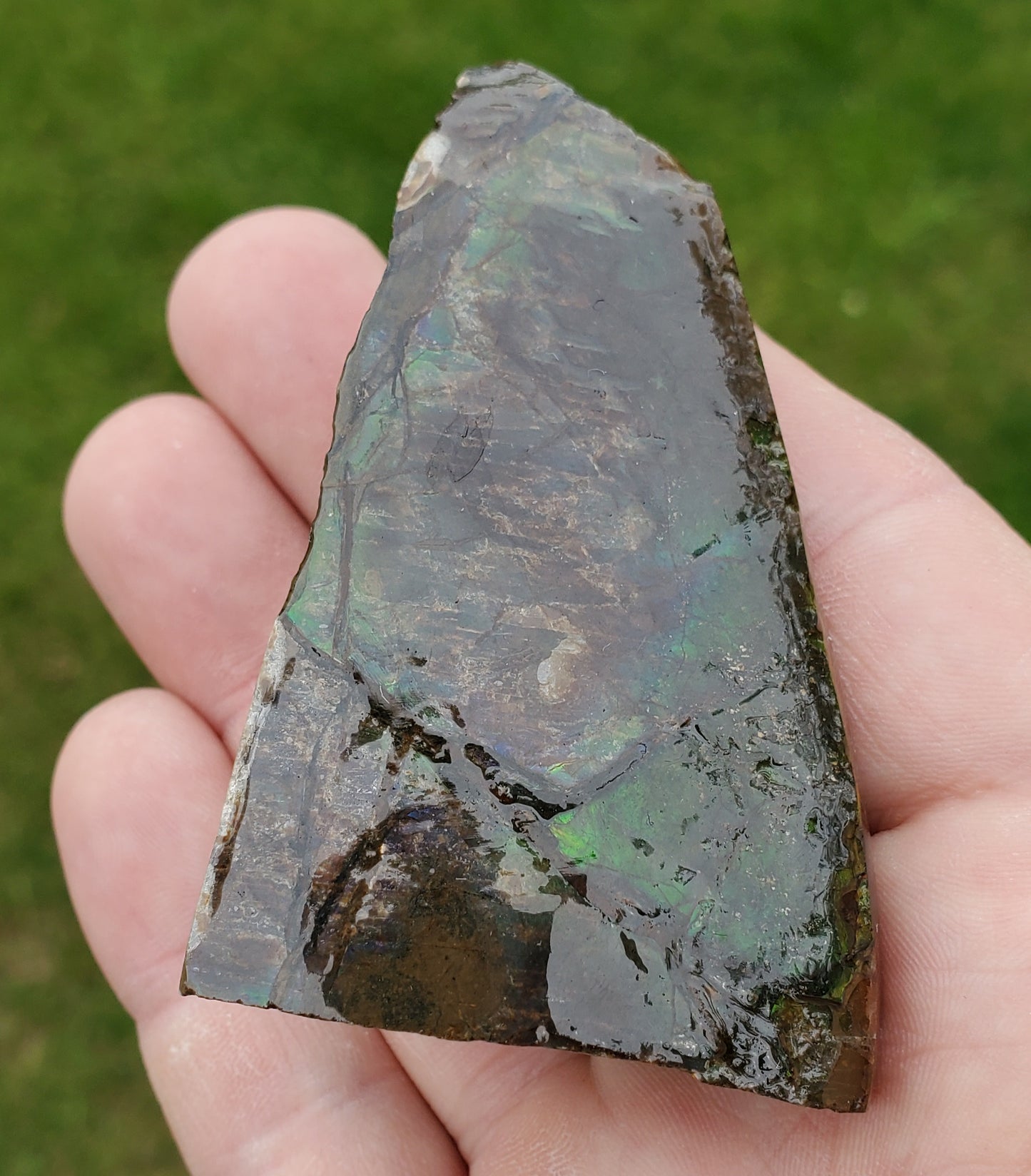 Ammolite Specimen Edge of Spiral Fossil