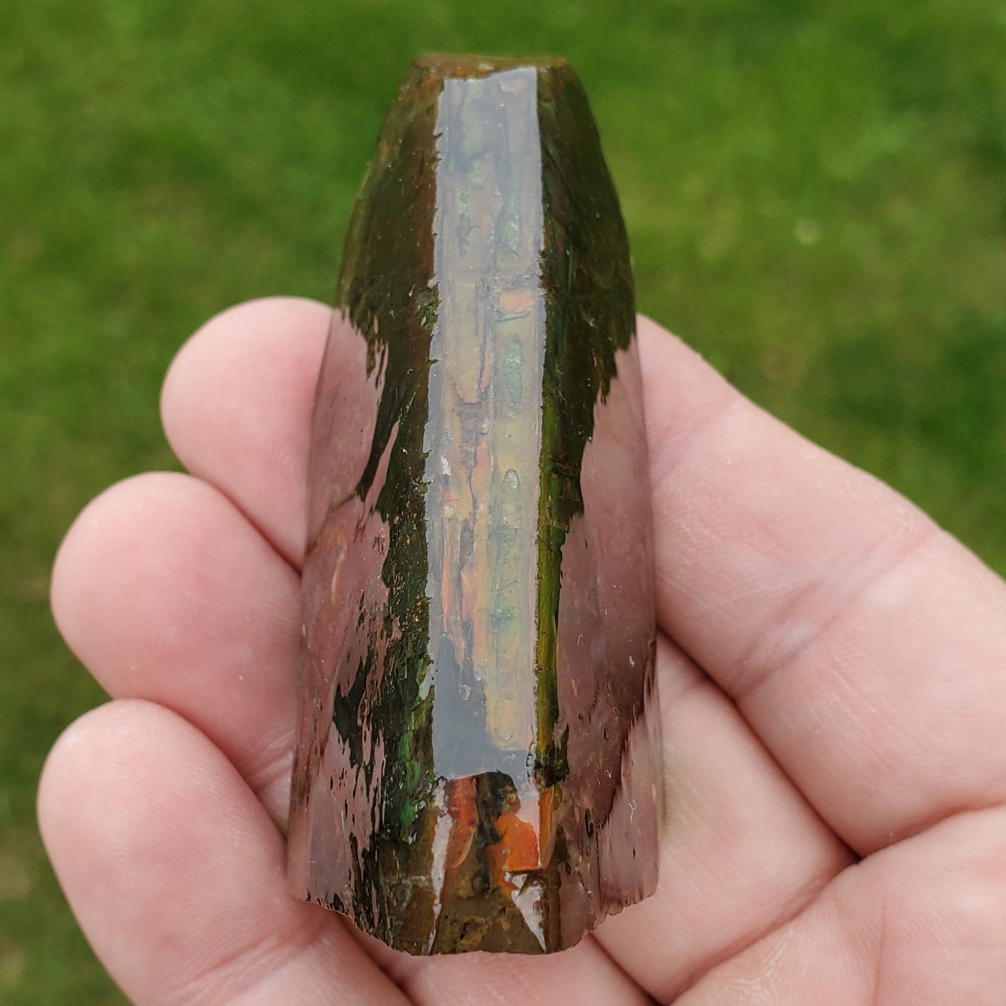 Ammolite Specimen Edge of Spiral Fossil
