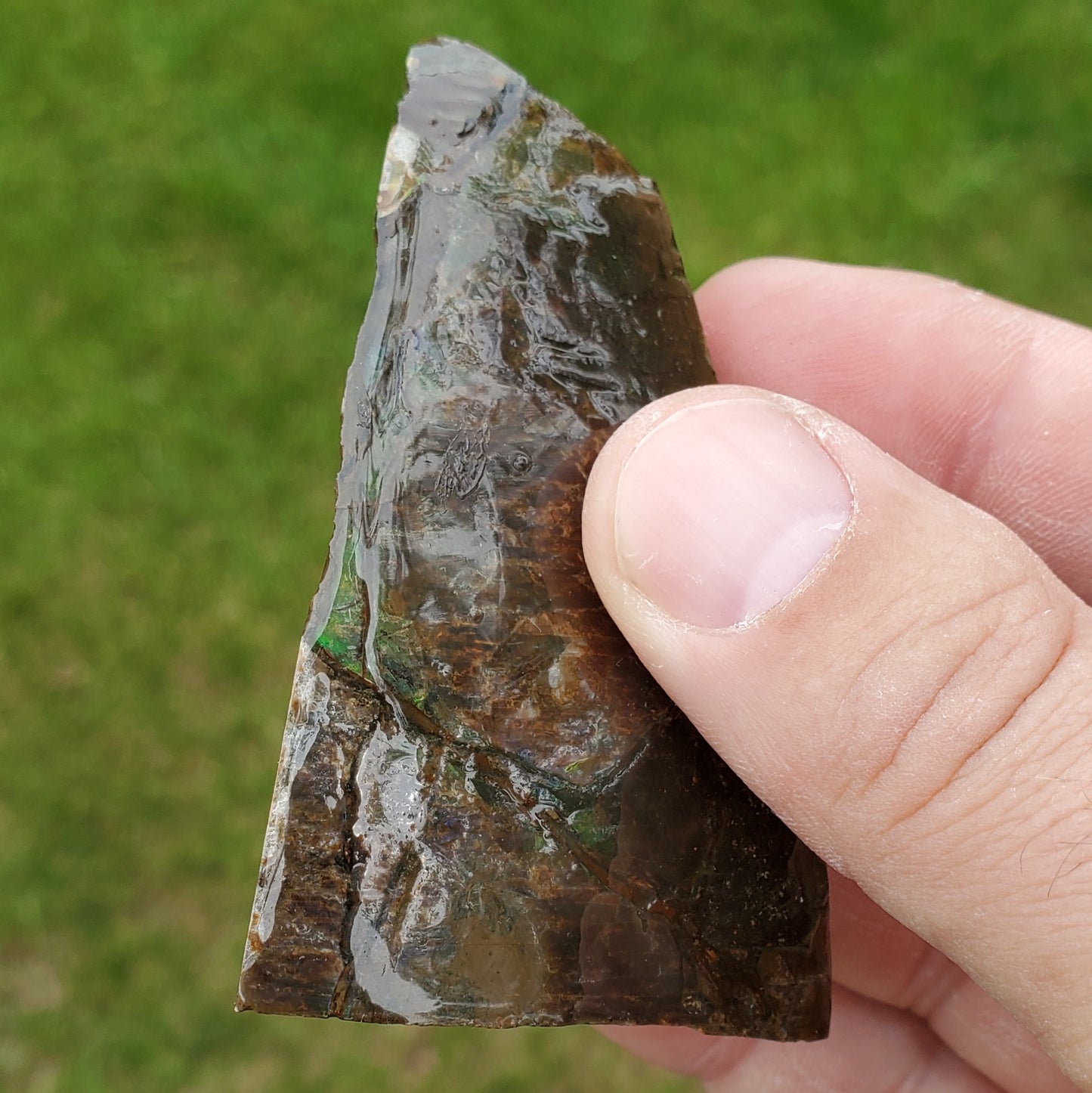 Ammolite Specimen Edge of Spiral Fossil