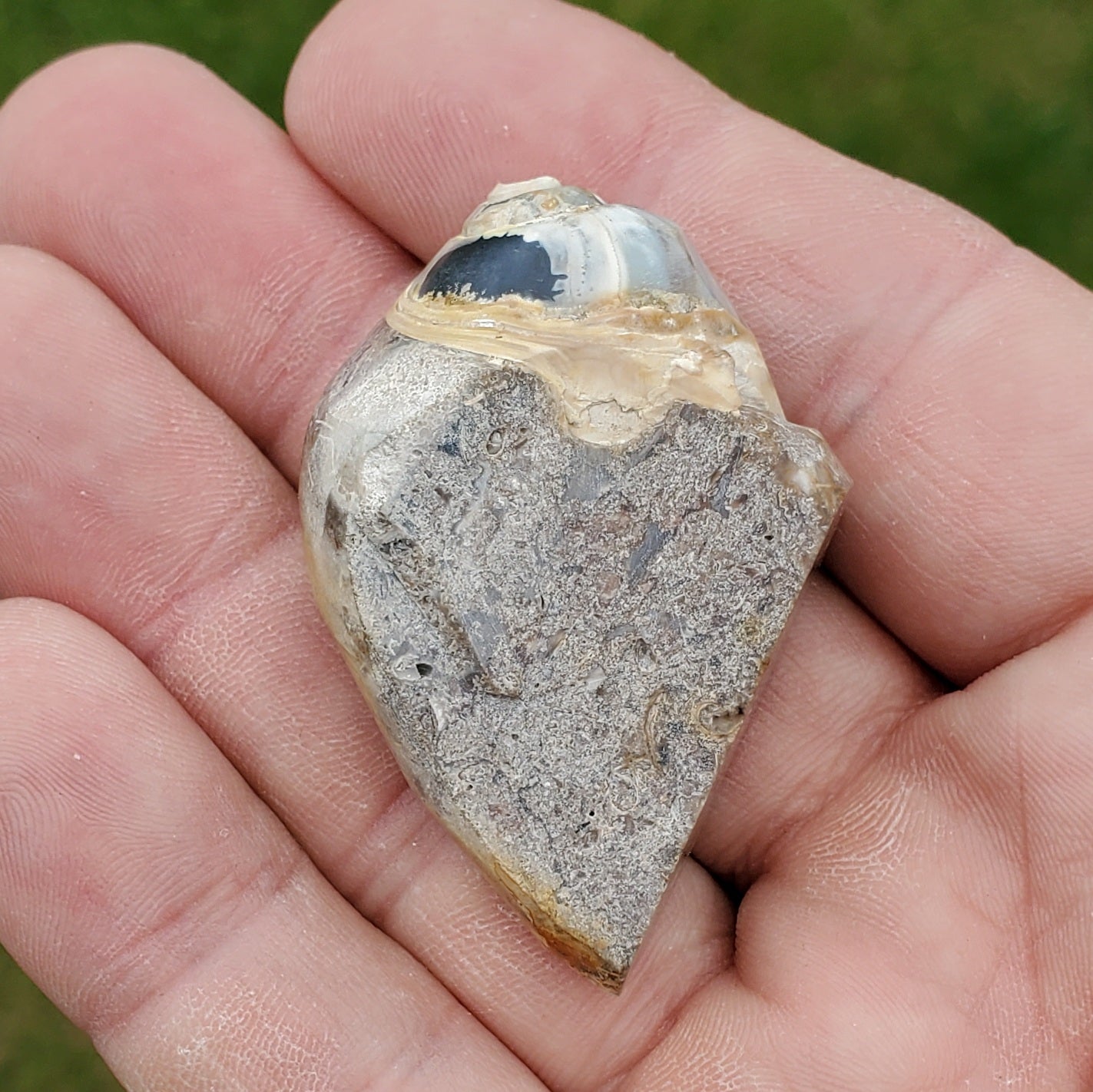 Spiralite Druzy Fossil Specimen SP16
