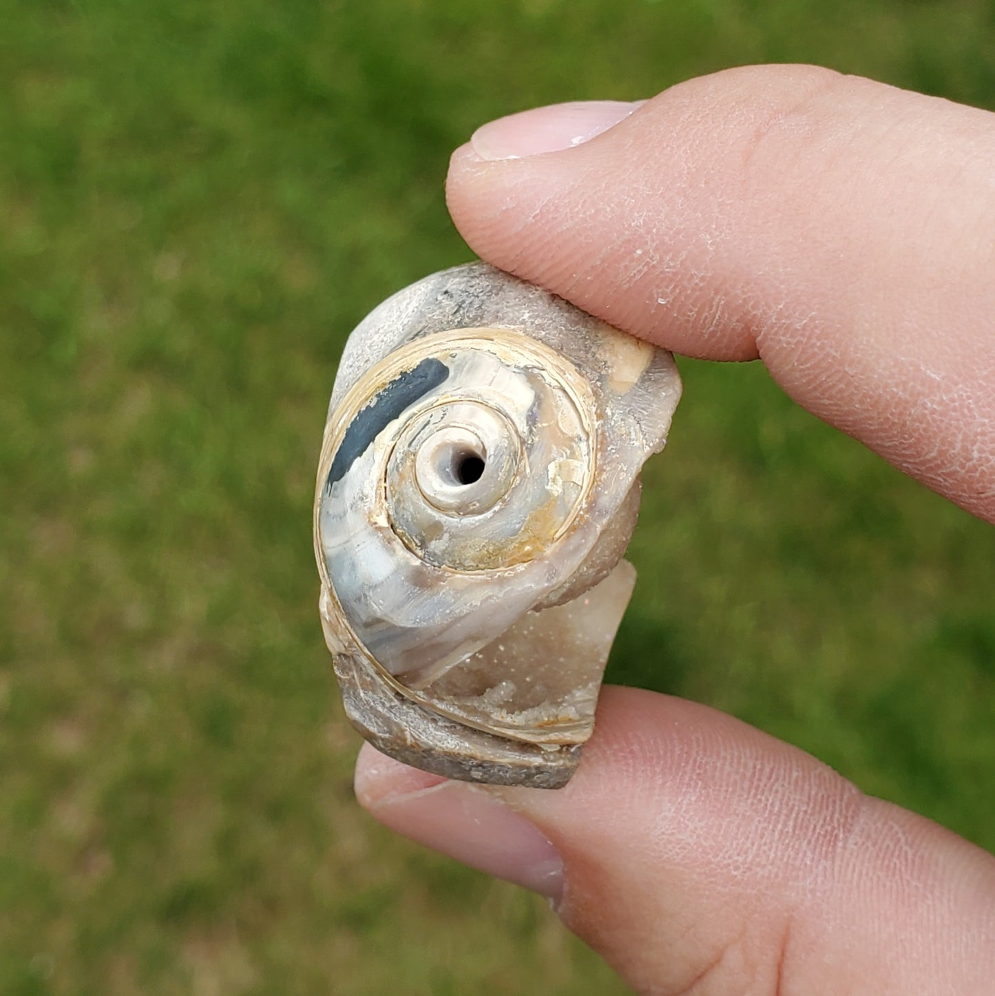 Spiralite Druzy Fossil Specimen SP16