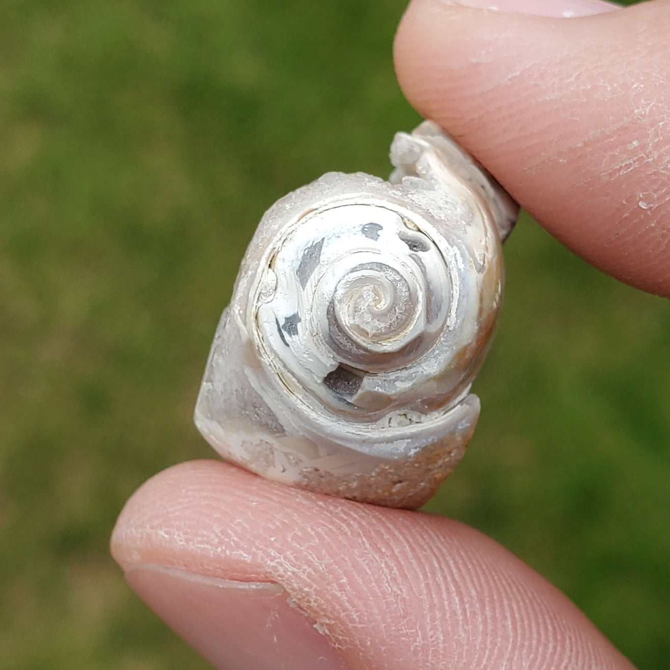 SPIRALITE Druzy Fossil Pendant SPP16