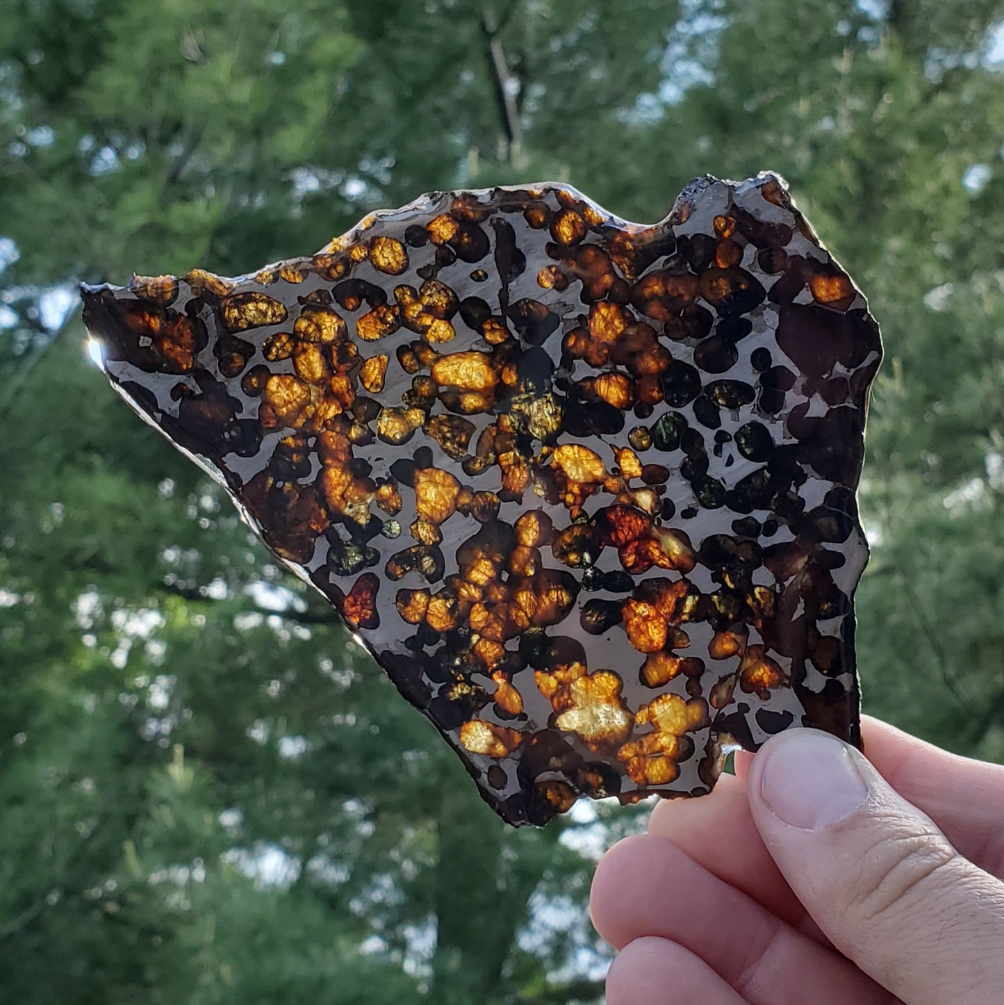 Sericho Pallasite Meteorite Large Slice Specimen MSK1