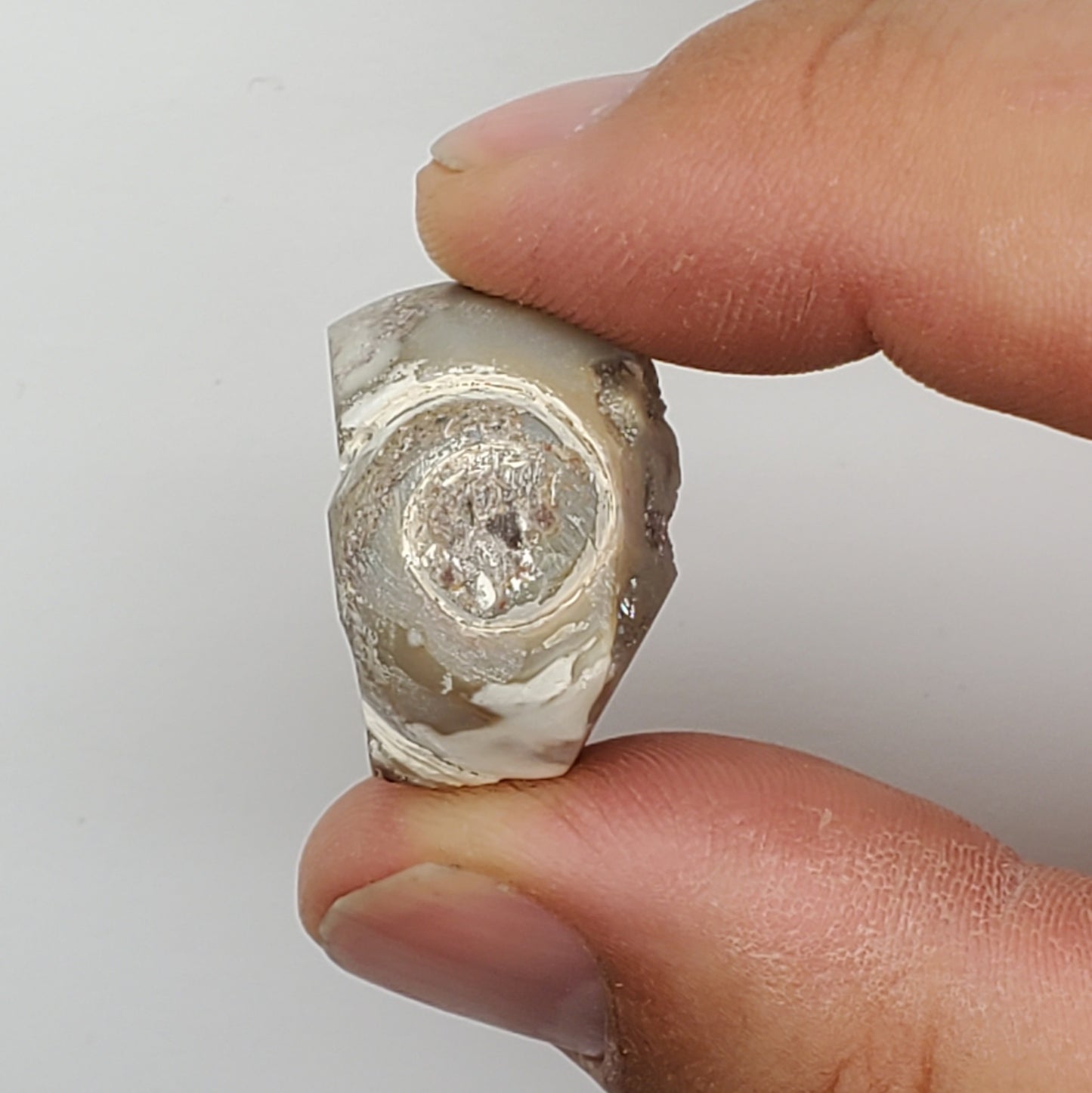 Gold Aura Spiralite Fossil