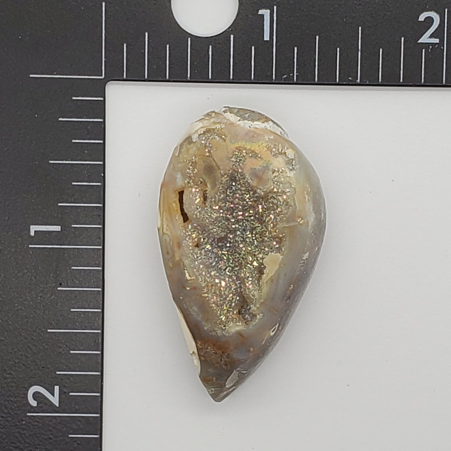 Gold Aura Spiralite Fossil