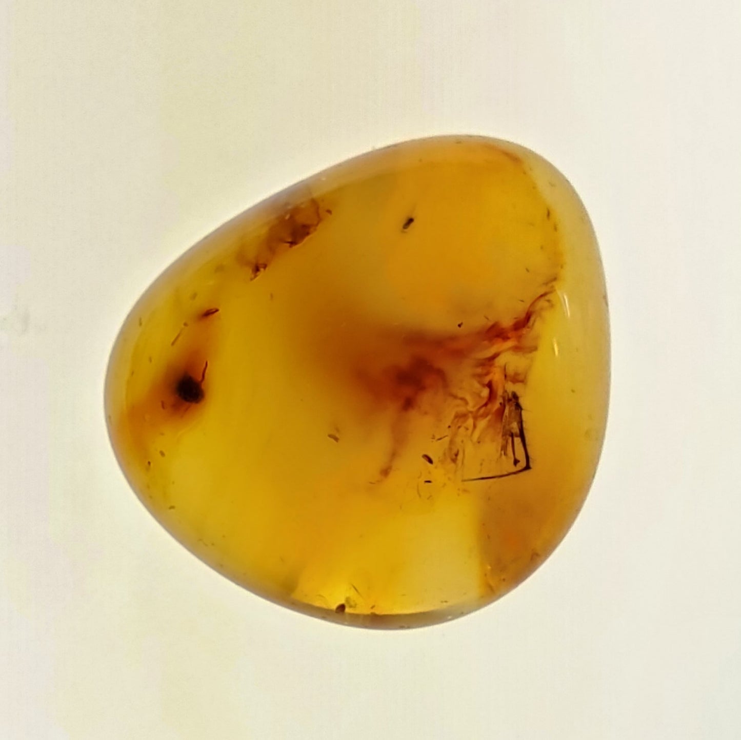 Colombian Amber with Inclusions