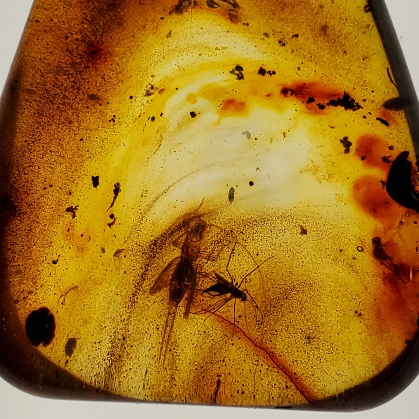 Colombian Amber with 3+ Insects and Inclusions